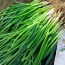 Hành lá sạch, an toàn